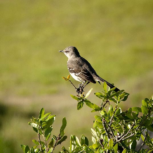 Bird Watching near Rocking R's RV Ranch